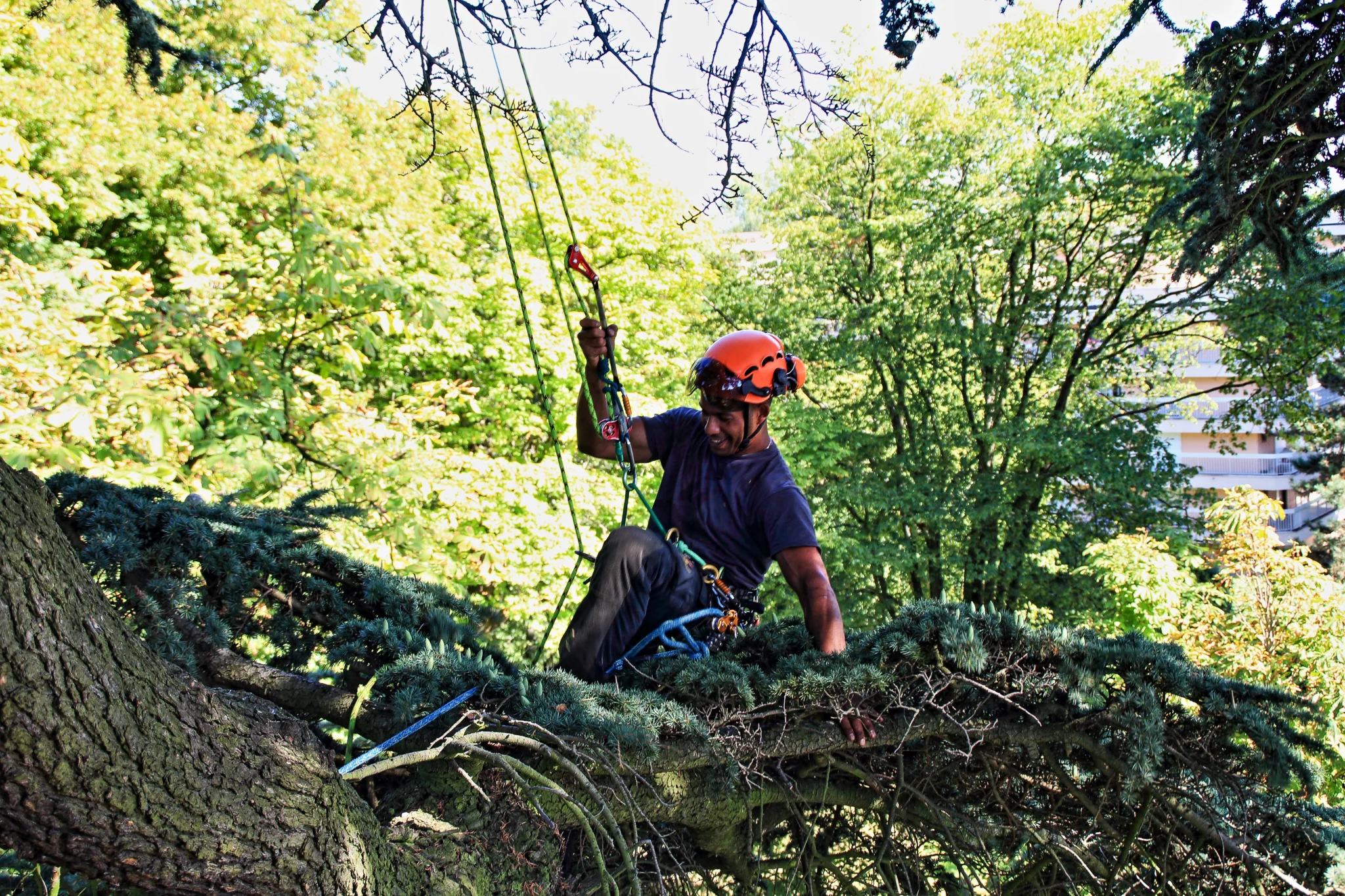 portrait arbre Dominique Cleonis