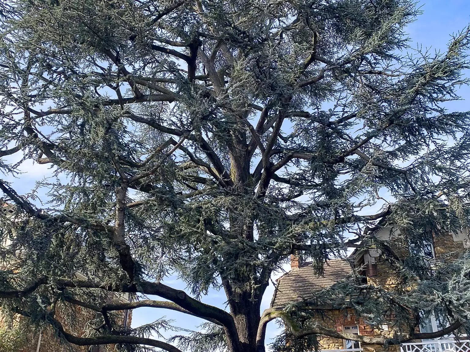 taille arbre
