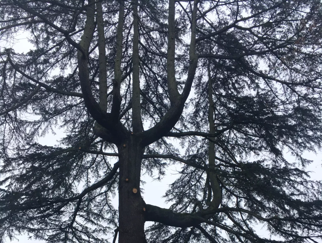arbre élagué